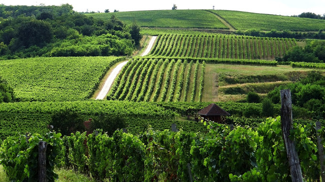 Region Villany winnice
